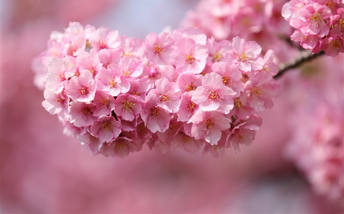 粉红色的樱花开花，春天 壁纸 图片