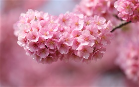粉红色的樱花开花，春天 高清壁纸