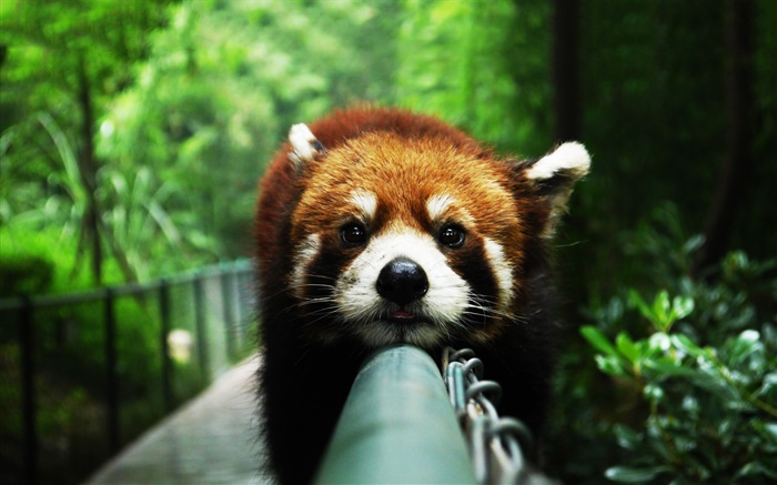 红熊猫坐在栅栏上 壁纸 图片