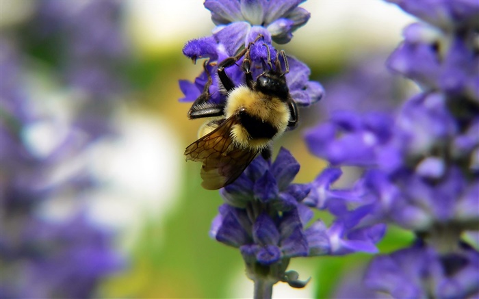 昆虫蜜蜂，蓝花，背景虚化 壁纸 图片