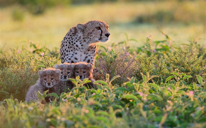 非洲，坦桑尼亚，猎豹家庭，灌木丛 壁纸 图片