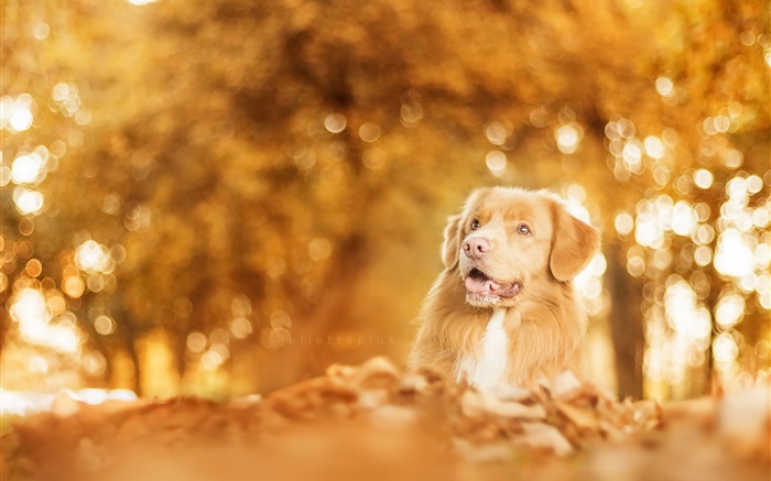 秋天，狗，眩光，模糊 壁纸 图片