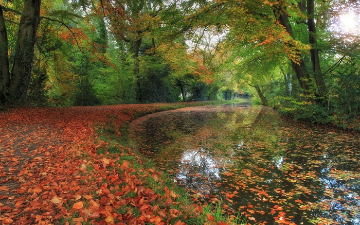 秋，河，树，森林 壁纸 图片