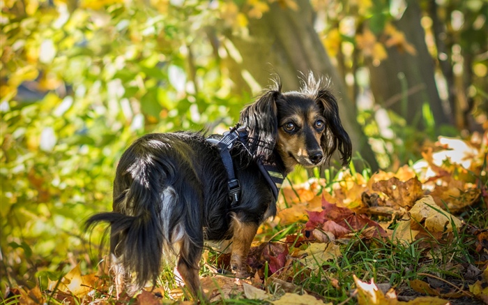 黑狗回头看，叶子，秋天 壁纸 图片