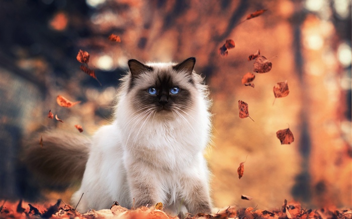 蓝眼睛的猫，秋天，叶子 壁纸 图片