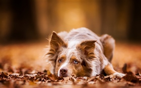 狗休息，秋天，叶子 高清壁纸