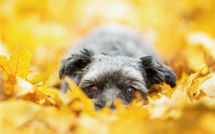 狗隐藏在黄色的叶子里，秋天 壁纸 图片