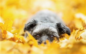 狗隐藏在黄色的叶子里，秋天 高清壁纸