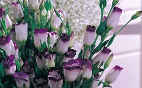 紫色白色瓣郁金香