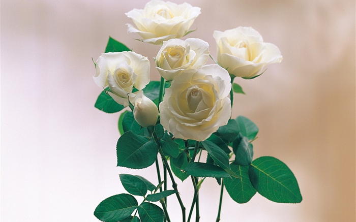 白色的玫瑰花瓣 壁纸 图片