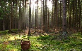 奥地利，森林，树木，篮子 高清壁纸