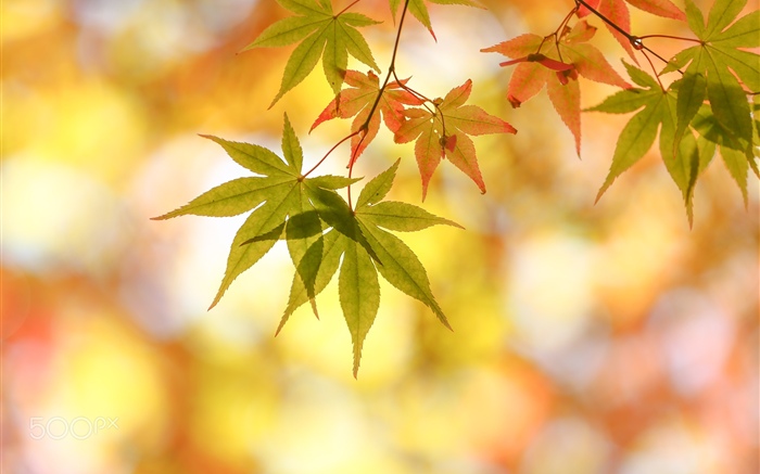 秋天，枫叶，刺眼 壁纸 图片
