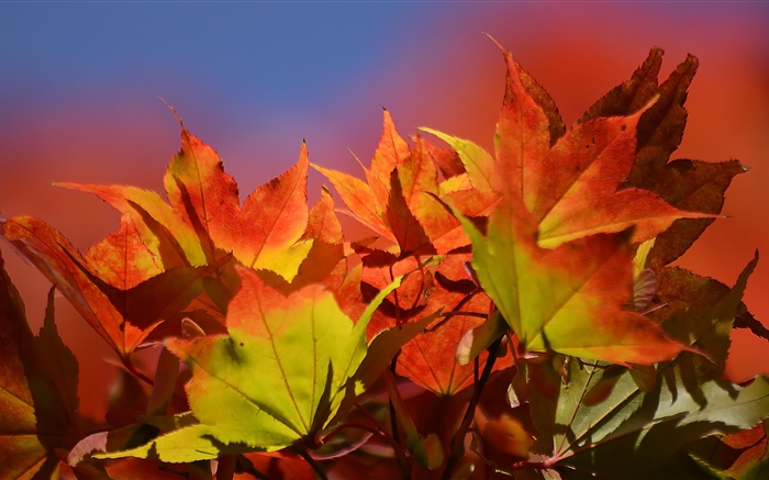 秋天，红枫叶 壁纸 图片
