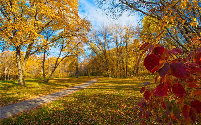 秋天，树，黄色叶子，道路 壁纸 图片