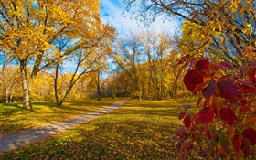 秋天，树，黄色叶子，道路 高清壁纸
