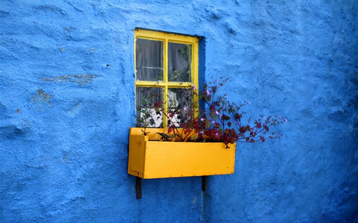 蓝色的墙，窗户，鲜花 壁纸 图片