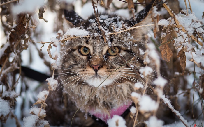 英国折耳猫，雪，冬天 壁纸 图片