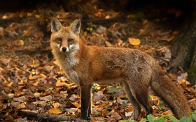 可爱的狐狸在秋天，叶子 高清壁纸