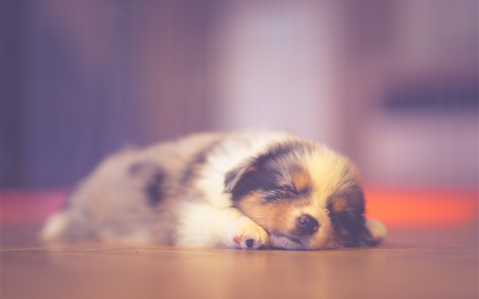 睡觉逗人喜爱的小狗，作梦 壁纸 图片