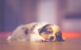 睡觉逗人喜爱的小狗，作梦 高清壁纸