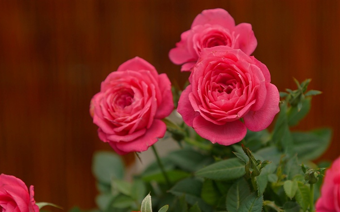 粉红玫瑰，鲜花 壁纸 图片