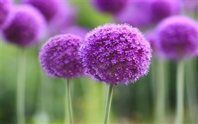 紫色花，球，背景虚化