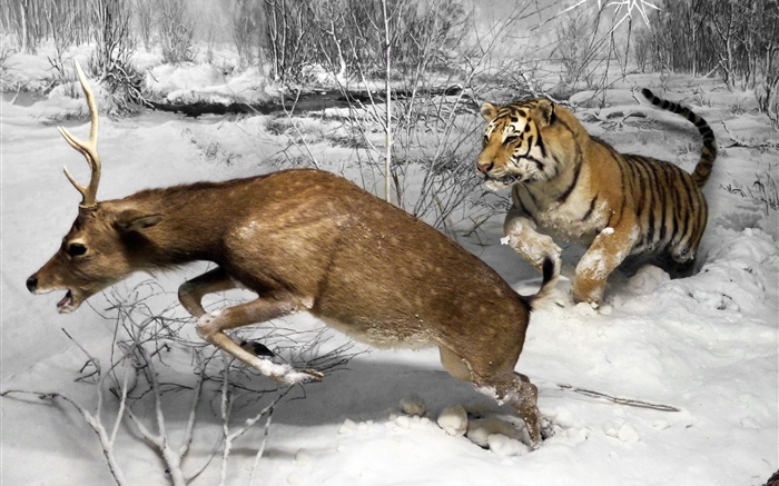 老虎狩猎鹿 壁纸 图片