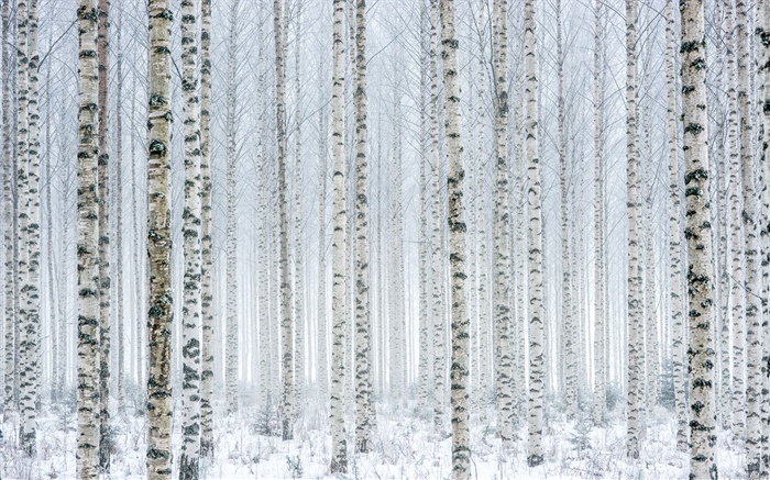 树，桦树，森林，雪，冬天 壁纸 图片