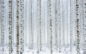 树，桦树，森林，雪，冬天 高清壁纸