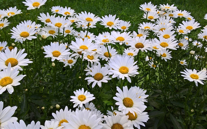 白色洋甘菊花，花园 壁纸 图片