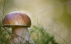 蘑菇，草，自然 高清壁纸