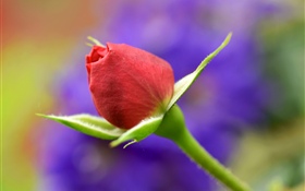 红玫瑰花蕾，茎 高清壁纸
