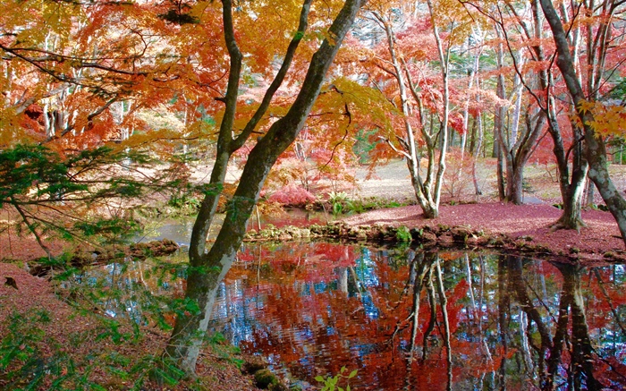 树，池塘，公园，秋天 壁纸 图片