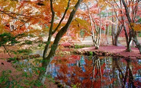 树，池塘，公园，秋天 高清壁纸