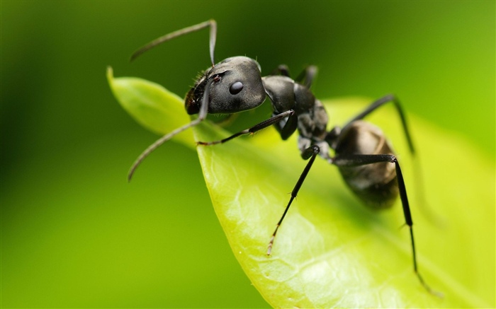 蚂蚁，绿叶，昆虫 壁纸 图片