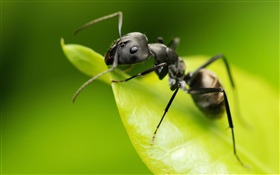 蚂蚁，绿叶，昆虫 高清壁纸