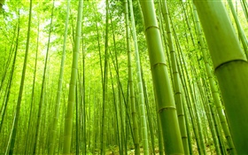 竹林, 绿色, 夏天 高清壁纸
