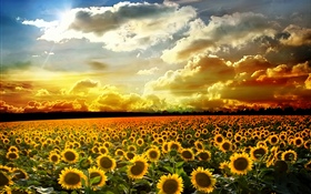 美丽的向日葵，夏天，阳光，云彩 高清壁纸