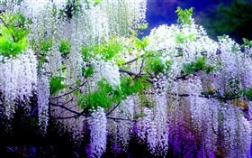 美丽的紫藤花, 春天 高清壁纸