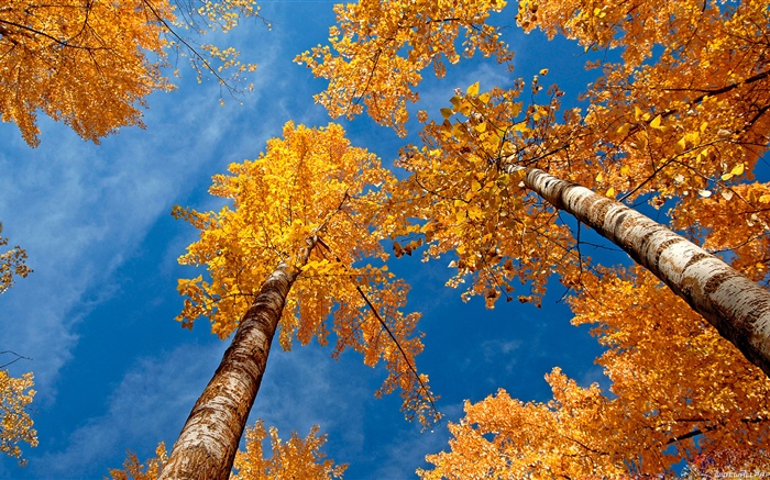 桦树，树木，蓝天，秋天 壁纸 图片