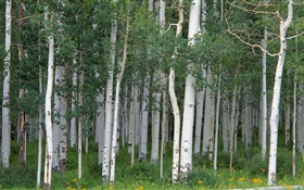 白桦树，森林