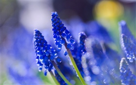 蓝色的花朵，朦胧