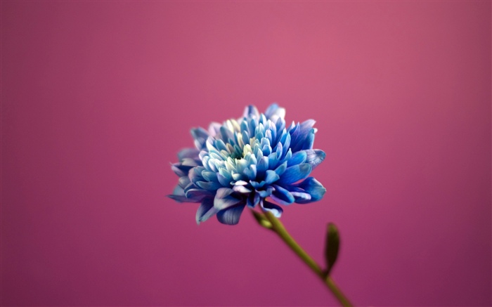蓝色瓣花，桃红色背景 壁纸 图片