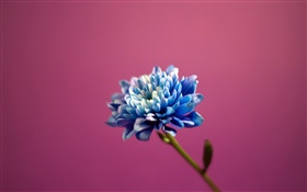 蓝色瓣花，桃红色背景 高清壁纸