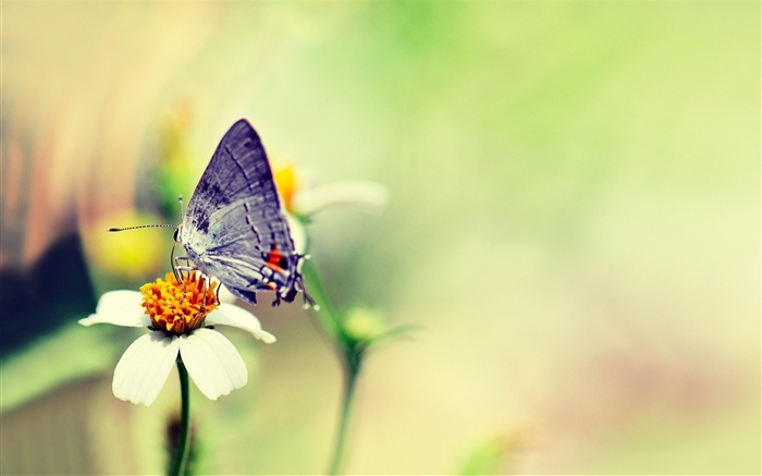 蝴蝶, 白色的花, 朦胧的 壁纸 图片