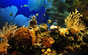 小丑鱼，鱼，珊瑚 高清壁纸