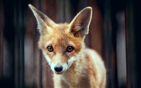 可爱的狐狸宝宝 高清壁纸