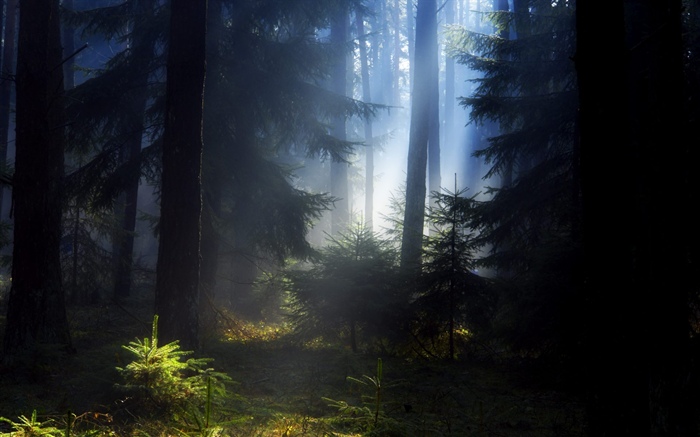 森林，树木，雾，早晨 壁纸 图片
