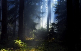 森林，树木，雾，早晨 高清壁纸