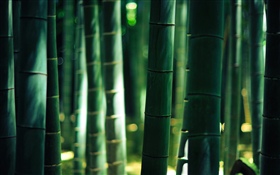 绿色竹子, 茎